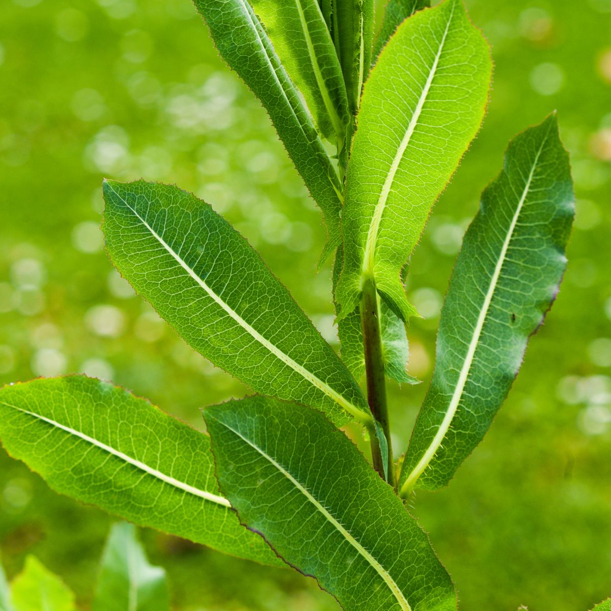 Close-up of Lactuca virosa leaves showing serrated margins and prominent central veins with blurred green background