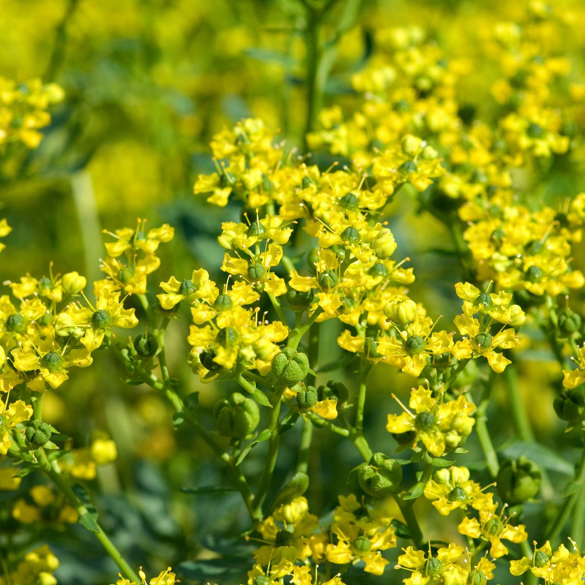 Close-up of Ruta graveolens showcasing clusters of small yellow flowers and green seed capsules with blurred green garden background