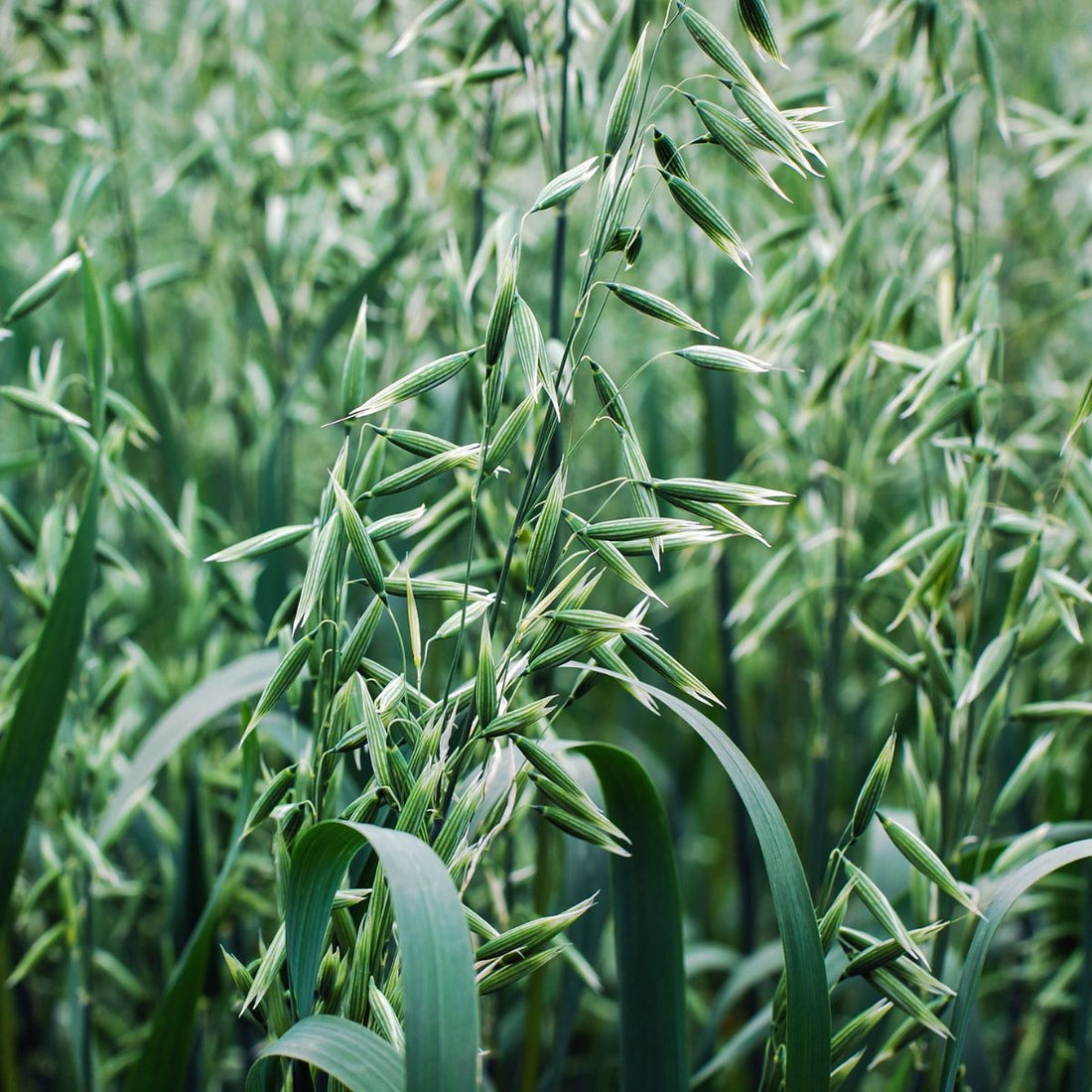 Close-up of Avena sativa, common oat, showing green seed heads and long leaves with a blurred field background