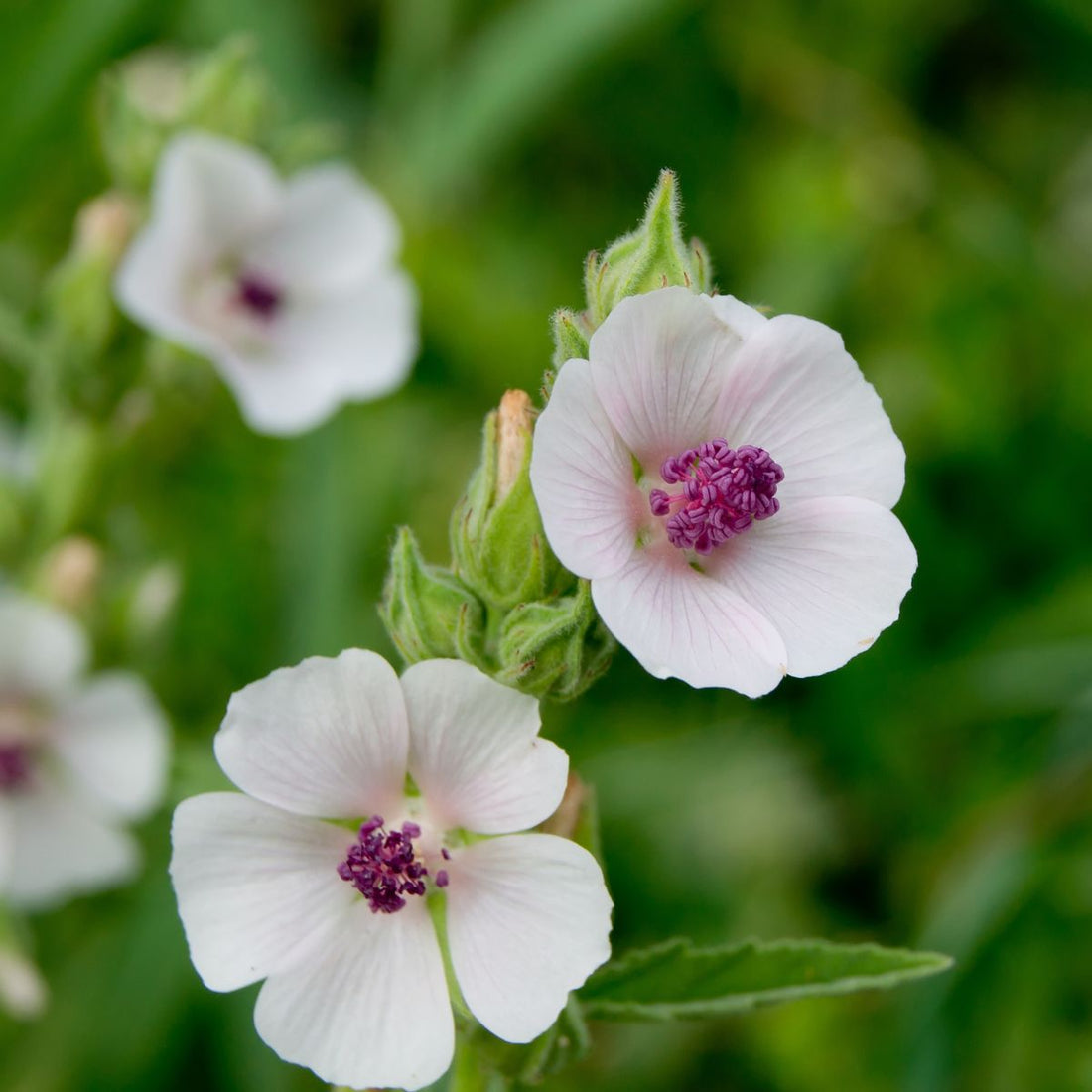 Close-up of Althaea officinalis flowers with pale pink petals and magenta stamens against a blurred green background