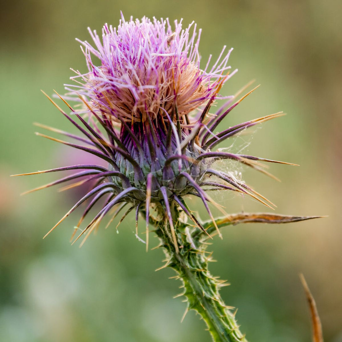 Close-up of milk thistle (Carduus marianus) flower showing purple bloom and spiny bracts against a soft green background