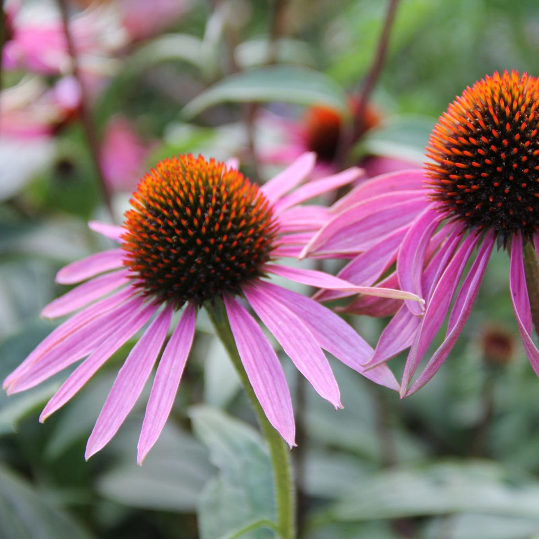 Close-up of Echinacea angustifolia showcasing drooping pink petals and spiky orange-brown cone against blurred green background