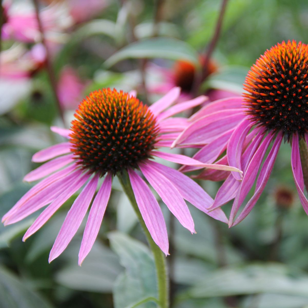 Close-up of Echinacea angustifolia showcasing drooping pink petals and spiky orange-brown cone against blurred green background
