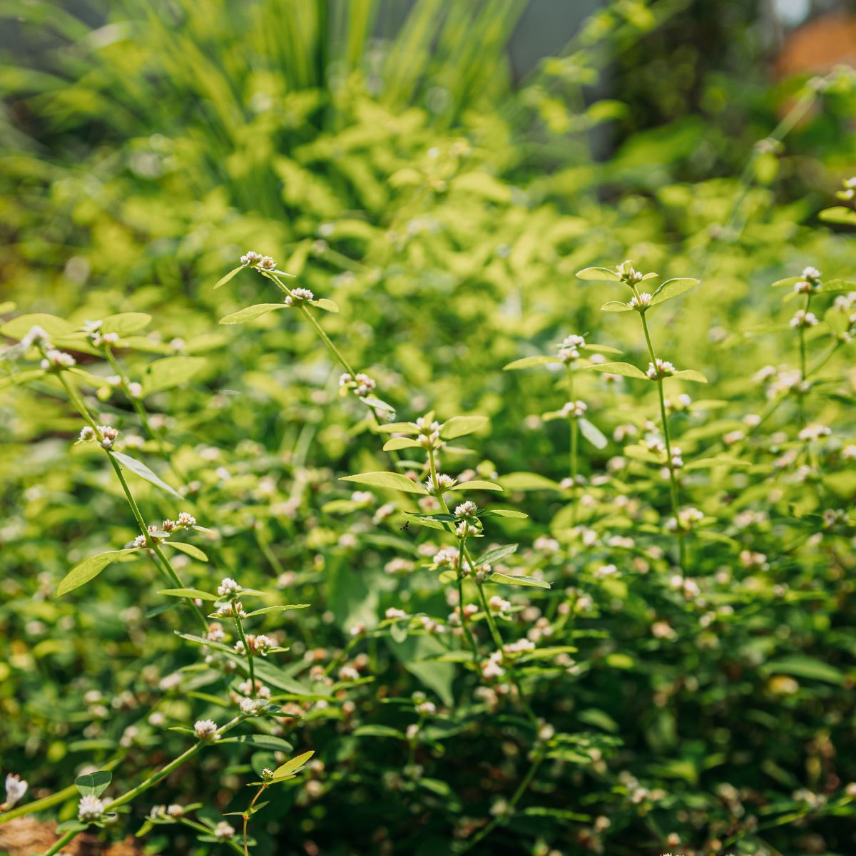 Close-up of Cymbopogon martinii (palmarosa) stems with small pinkish-white flowers against blurred green foliage