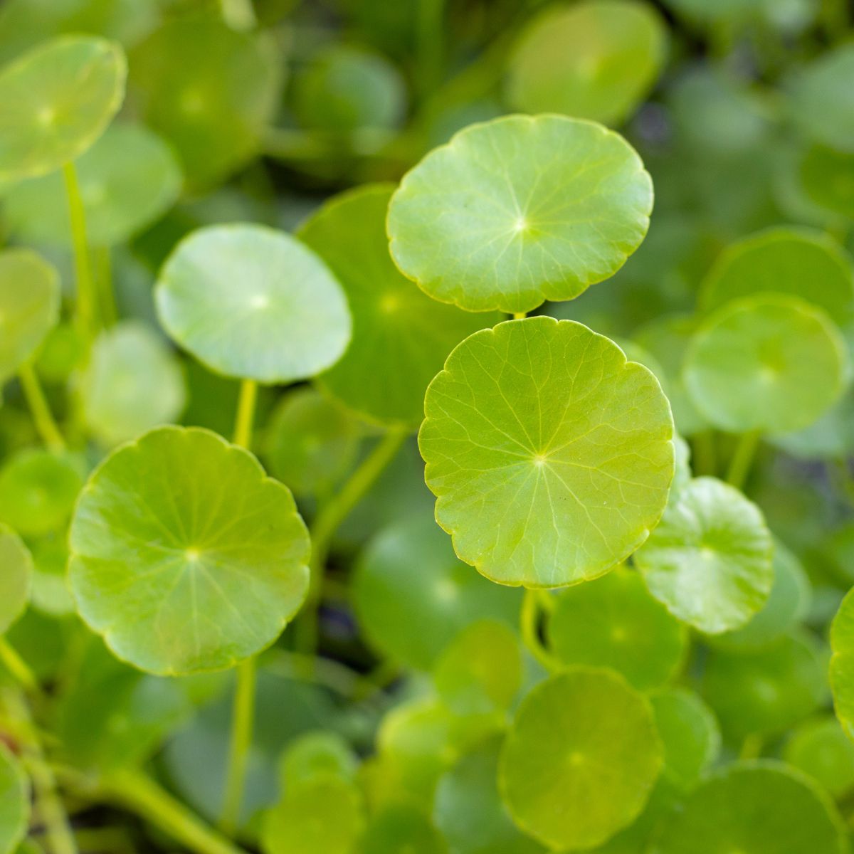 Close-up of Hydrocotyle asiatica showing round peltate green leaves with radiating veins against a blurred background
