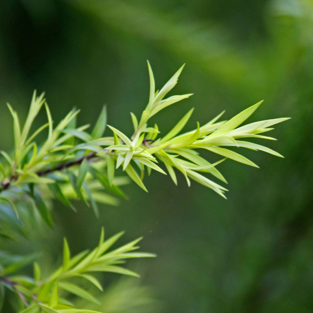 Close-up of Melaleuca quinquenervia branch showing narrow bright green leaves against a blurred green background