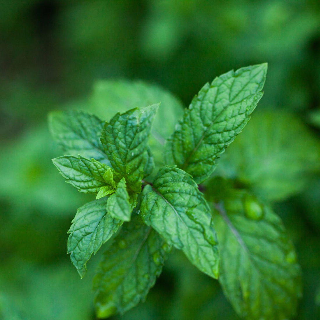 Top-down view of peppermint (Mentha piperita) leaves showing serrated, veined texture with blurred green background