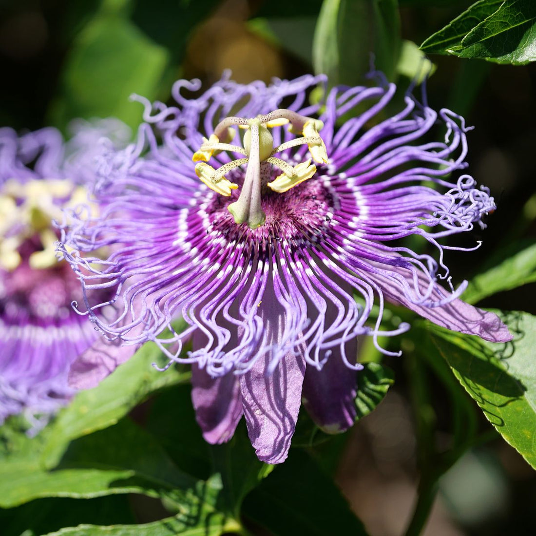 Close up of passiflora passionflower showing purple frilly corona and yellow green stamens against green leaves background
