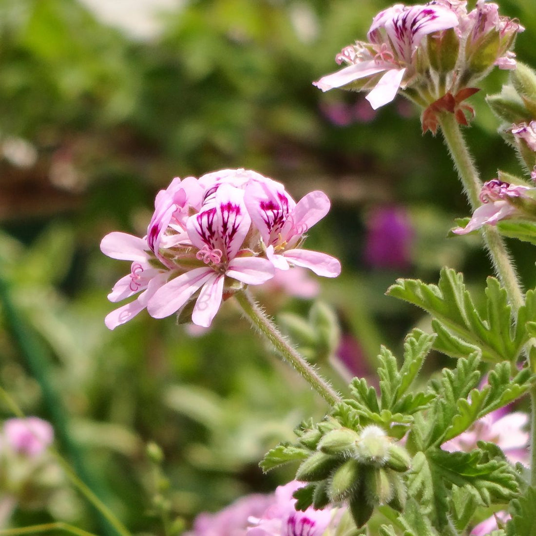 Close-up of Pelargonium graveolens with pale pink petals, dark magenta markings, fuzzy green leaves, blurred background