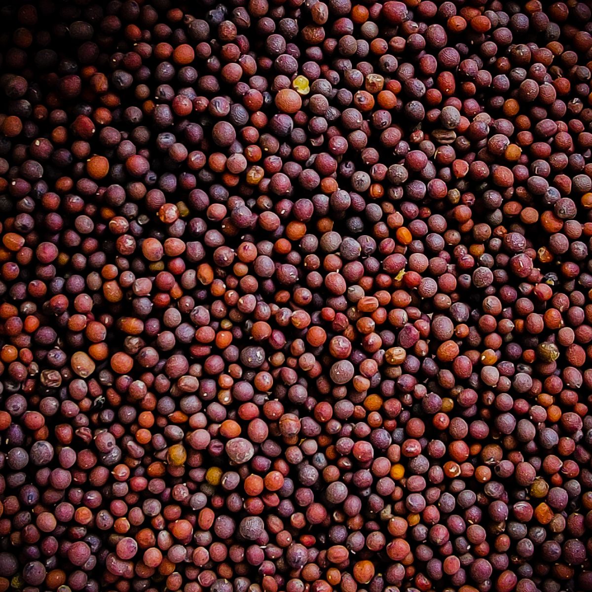 Close-up of Thiosinaminum (mustard seeds) showcasing round reddish-brown seeds and textured surface on dark background