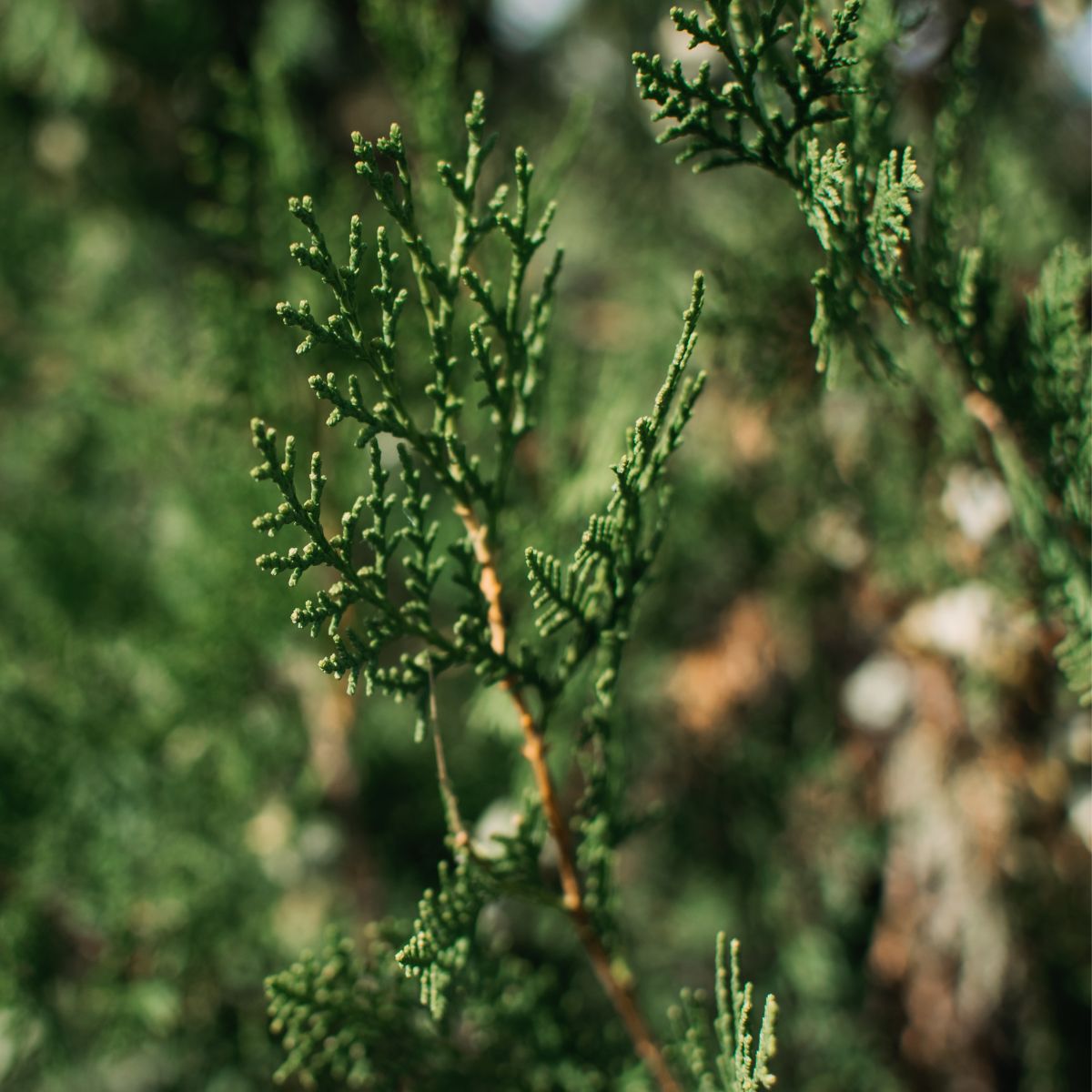 Close-up of Thuja occidentalis branch showcasing scale-like evergreen foliage and brown stem with blurred green background