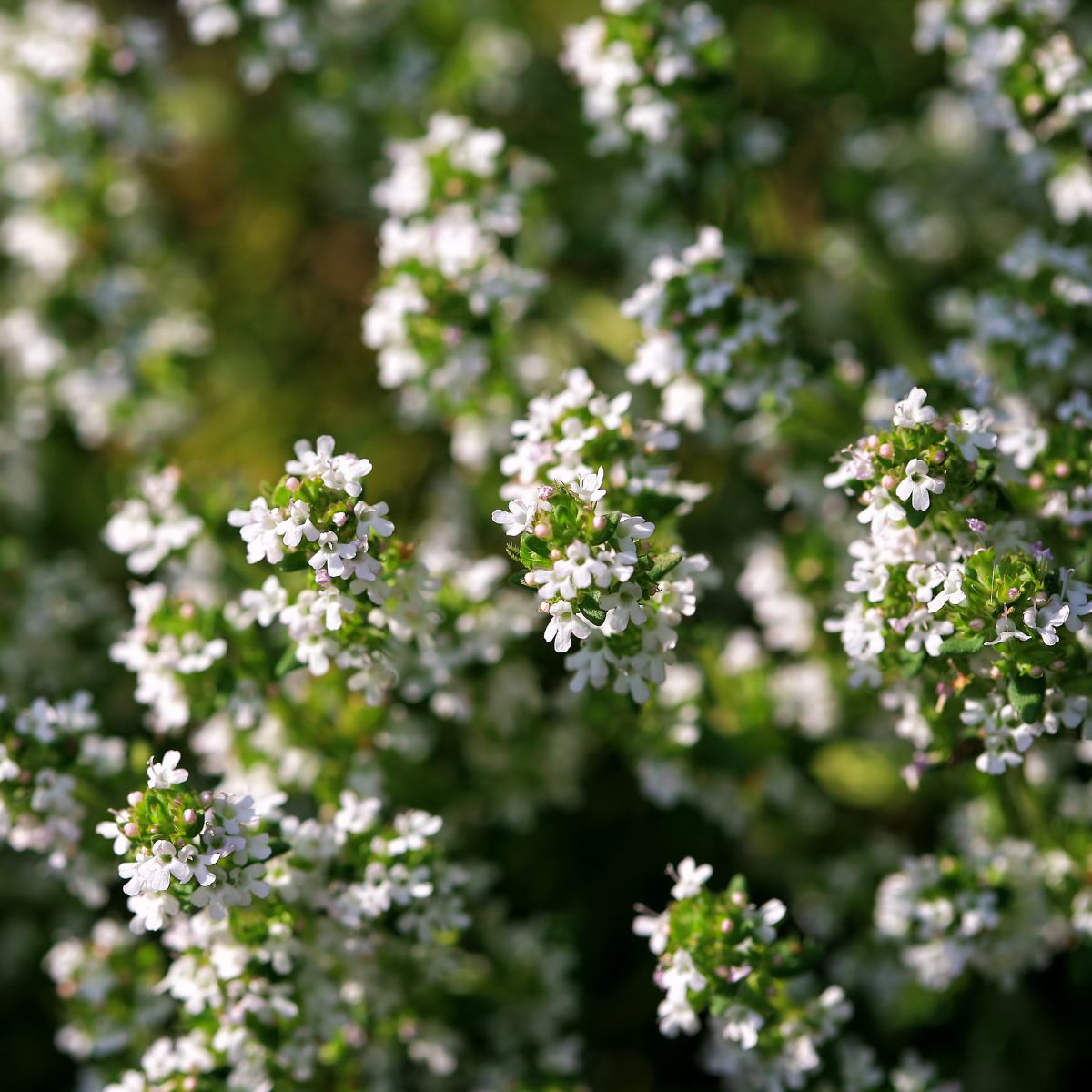 Close-up of Thymus vulgaris (common thyme) showing clusters of tiny white flowers with a soft green blurred background