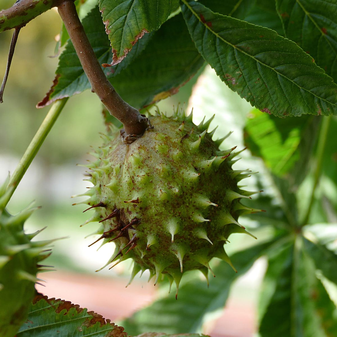 Close-up of horse chestnut fruit showing spiky green burr and short stem with blurred leaves in background