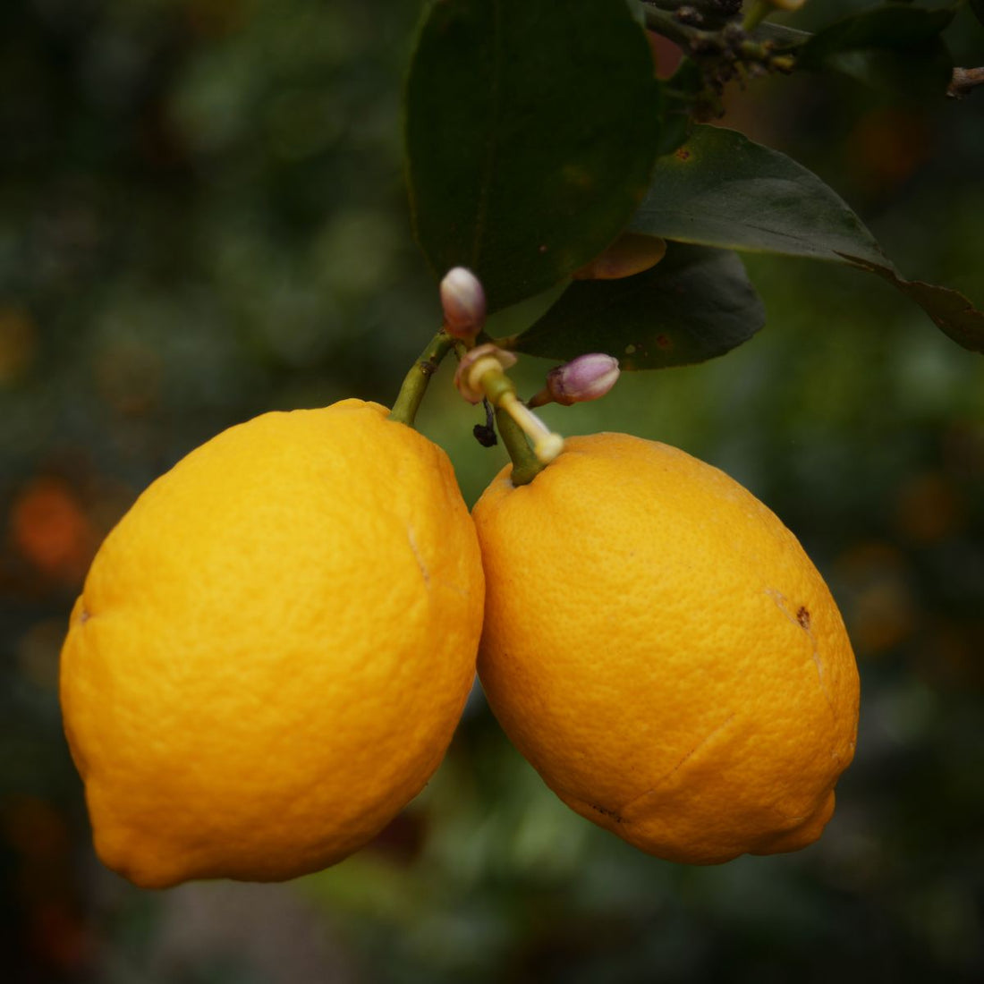 Close-up of two ripe Citrus limon lemons hanging from a leafy branch, showing textured yellow rind and a blurred green background