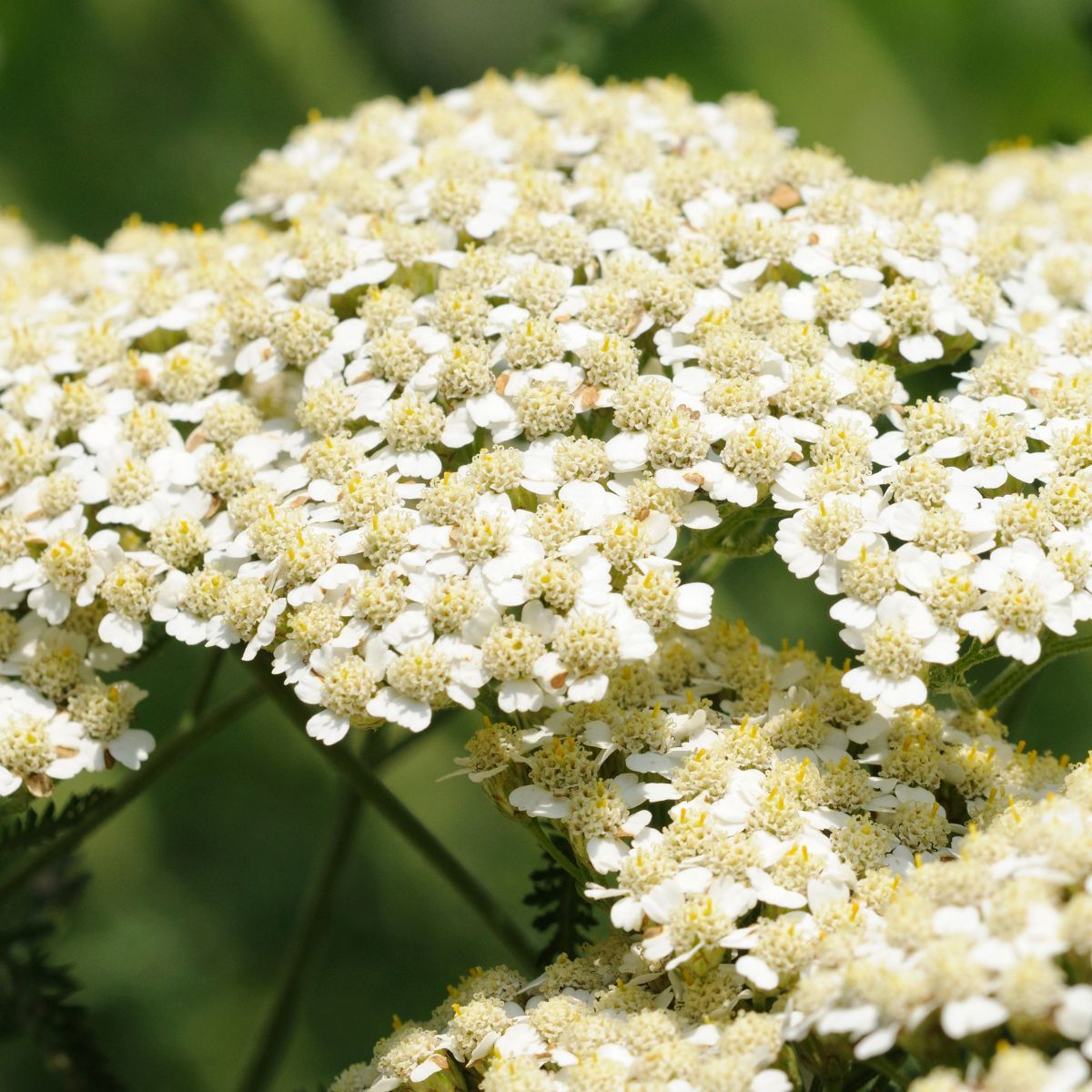 Yarrow (Achillea millefolium) forming flat clusters of small white flowers against blurred green foliage