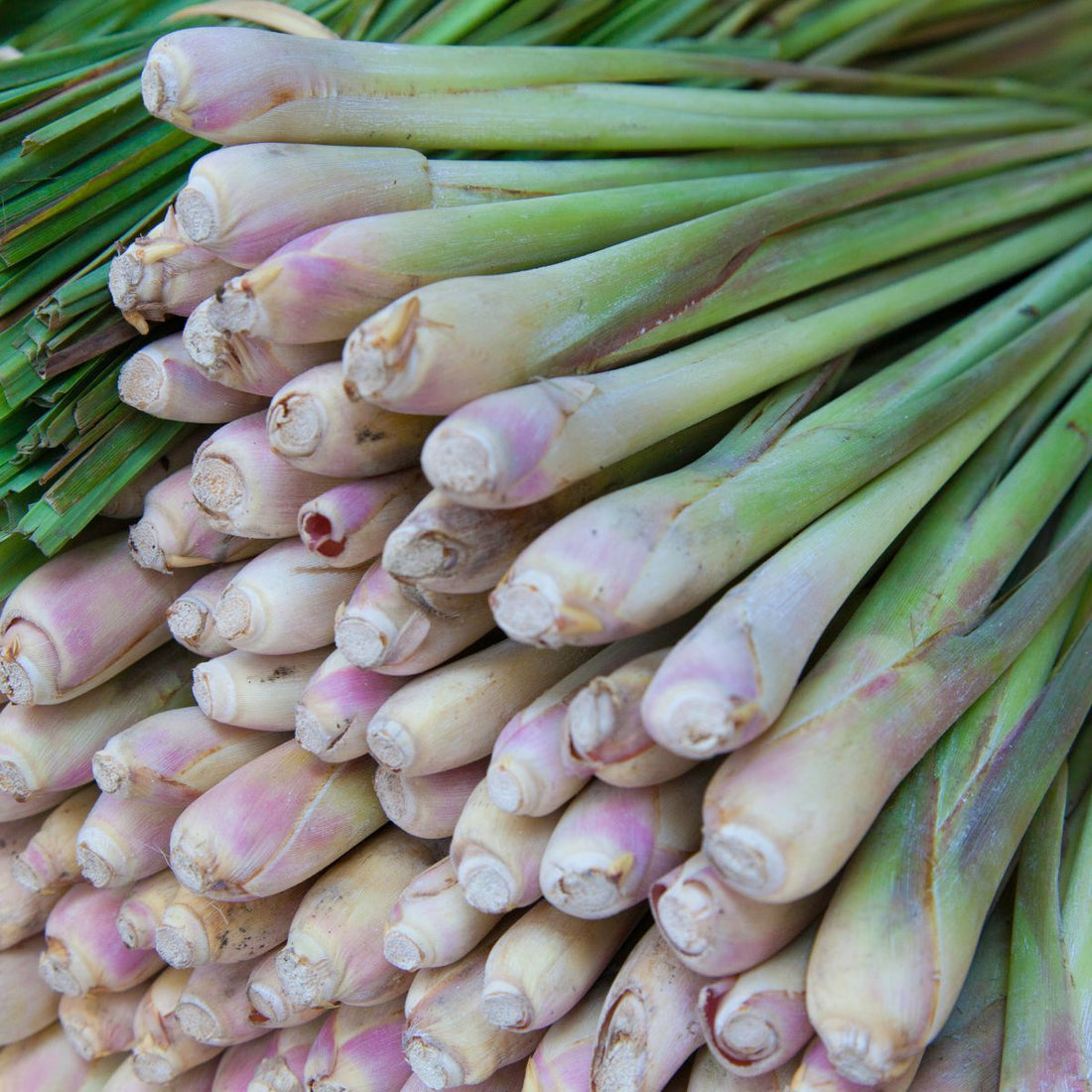 Close-up of lemongrass stalks showcasing pale bulbous bases and pink-tinged stems on a pile of green leaves