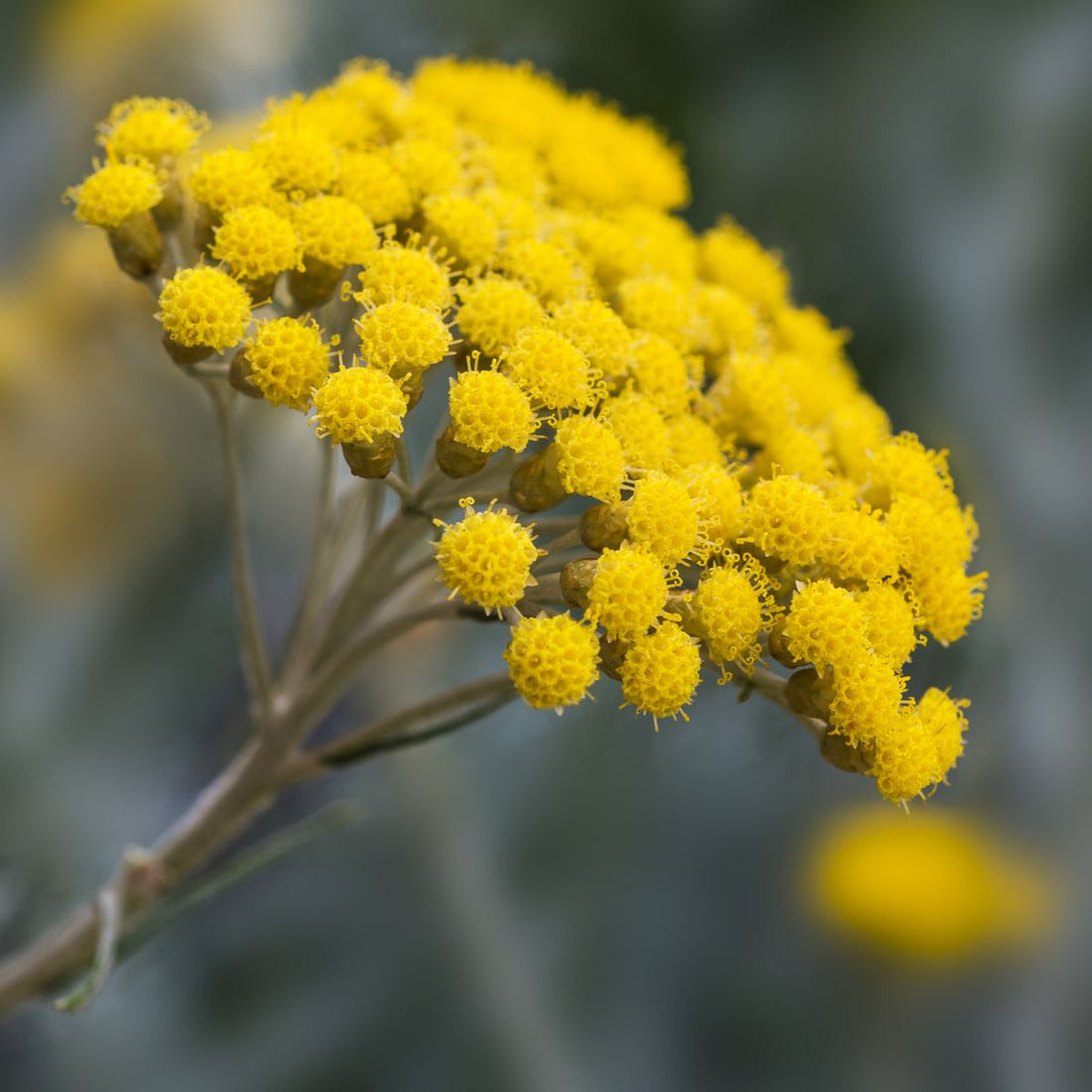Close-up of Helichrysum flowers showing clustered bright golden-yellow button-like blooms with soft green blurred background