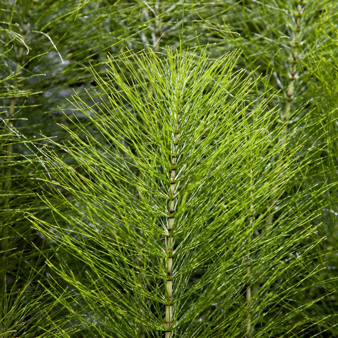 Close-up of horsetail (Equisetum arvense) stem showing jointed bamboo-like stalk and radiating thin green branches