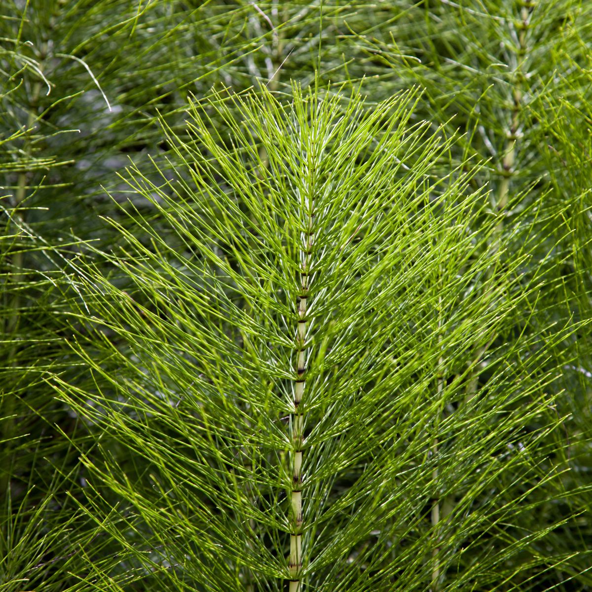 Close-up of horsetail (Equisetum arvense) stem showing jointed bamboo-like stalk and radiating thin green branches