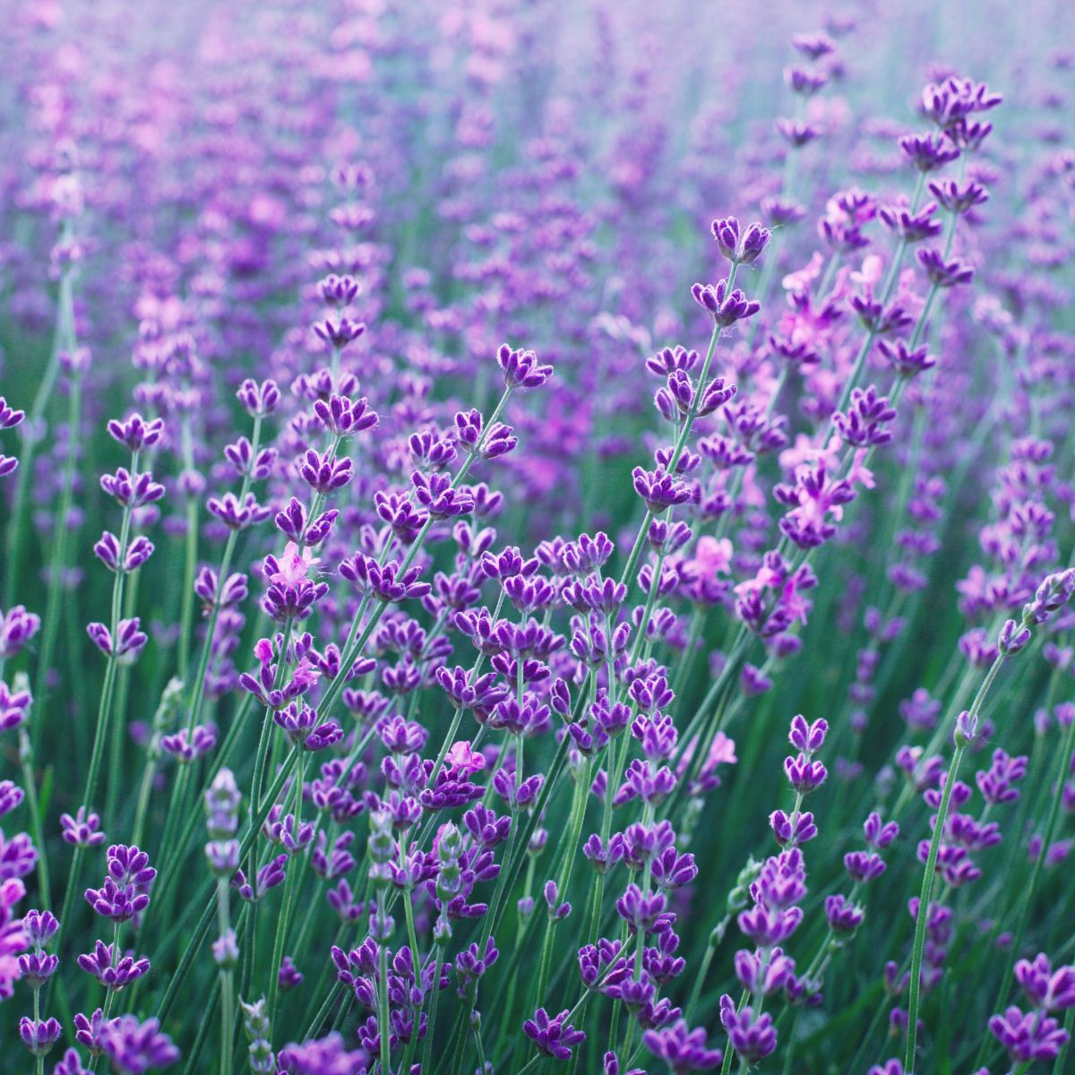 Close up of Lavandin Grosso stems with purple flower buds in a blurred lavender field background