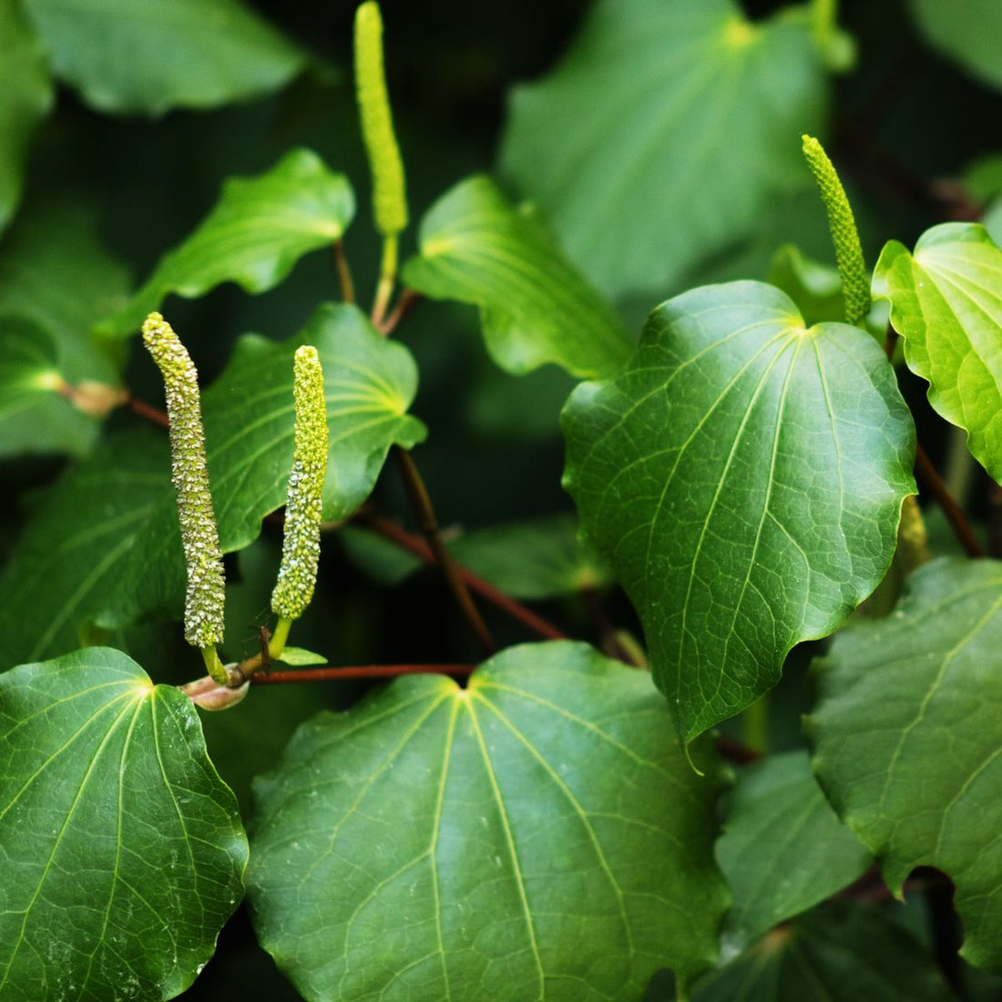 Kava plant displaying heart-shaped leaves and upright pale green flower spikes against blurred green foliage