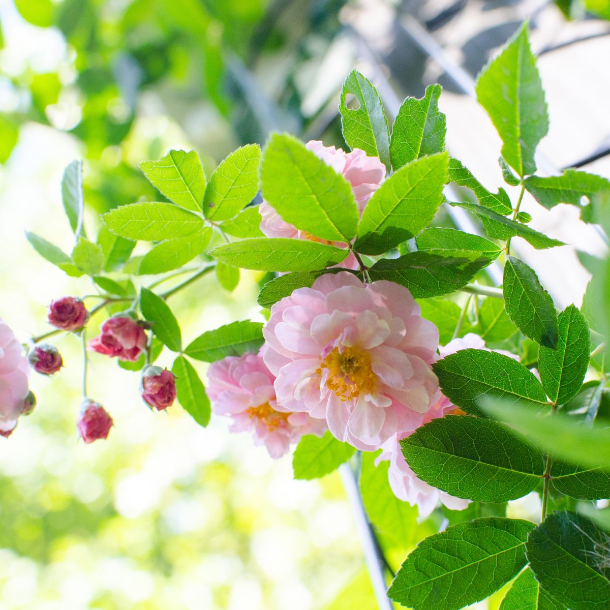 Close-up of Rosa moschata (musk rose) blooms showing layered pink petals and yellow centers with sunlit green leaves