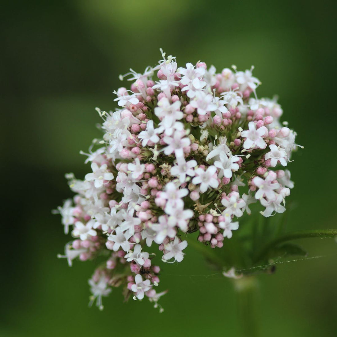 Close-up of Valeriana officinalis showing pink-and-white star-shaped flowers and buds against blurred green background