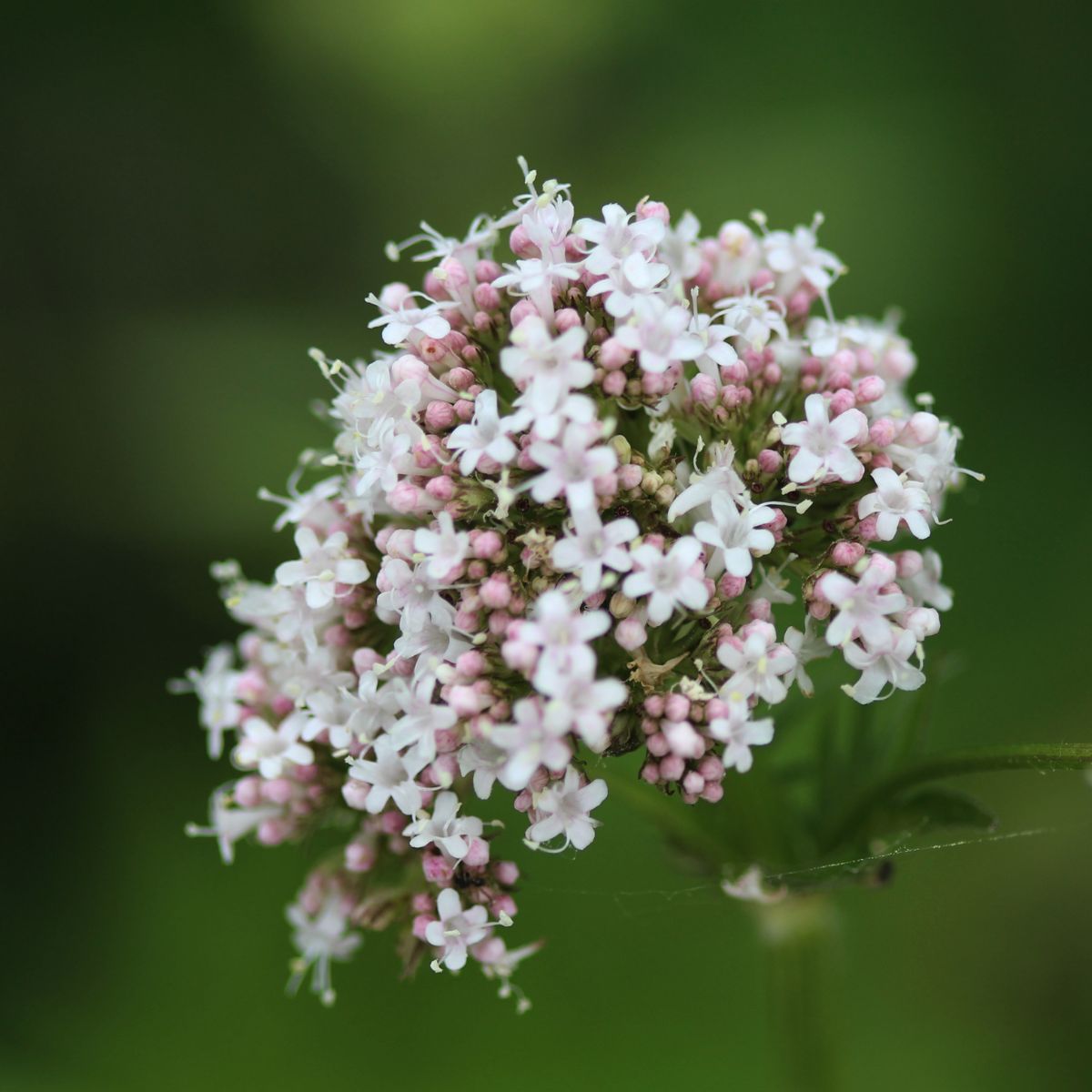 Close-up of Valeriana officinalis showing pink-and-white star-shaped flowers and buds against blurred green background