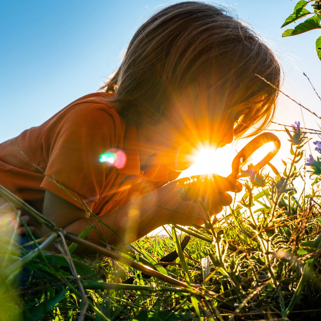 Child lying in grass using a magnifying glass to examine wildflowers with sun flare at golden hour