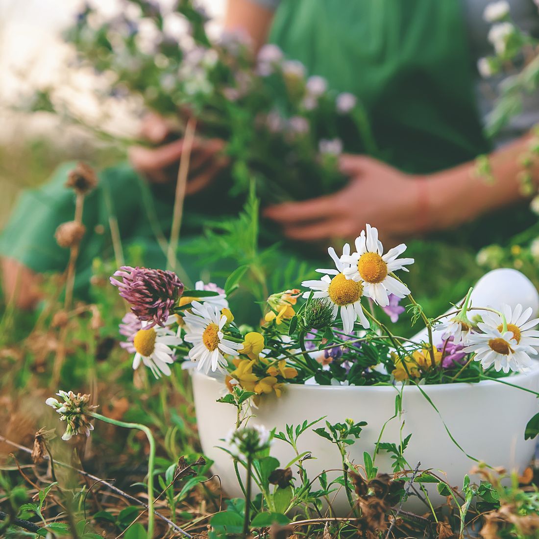 Wild chamomile and clover gathered in a white bowl in a meadow, person harvesting herbs blurred in the background