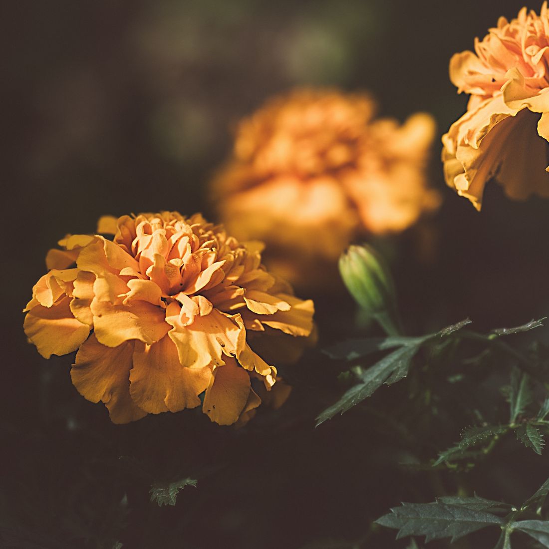 Close-up of orange marigold flowers in soft focus against a dark blurred background