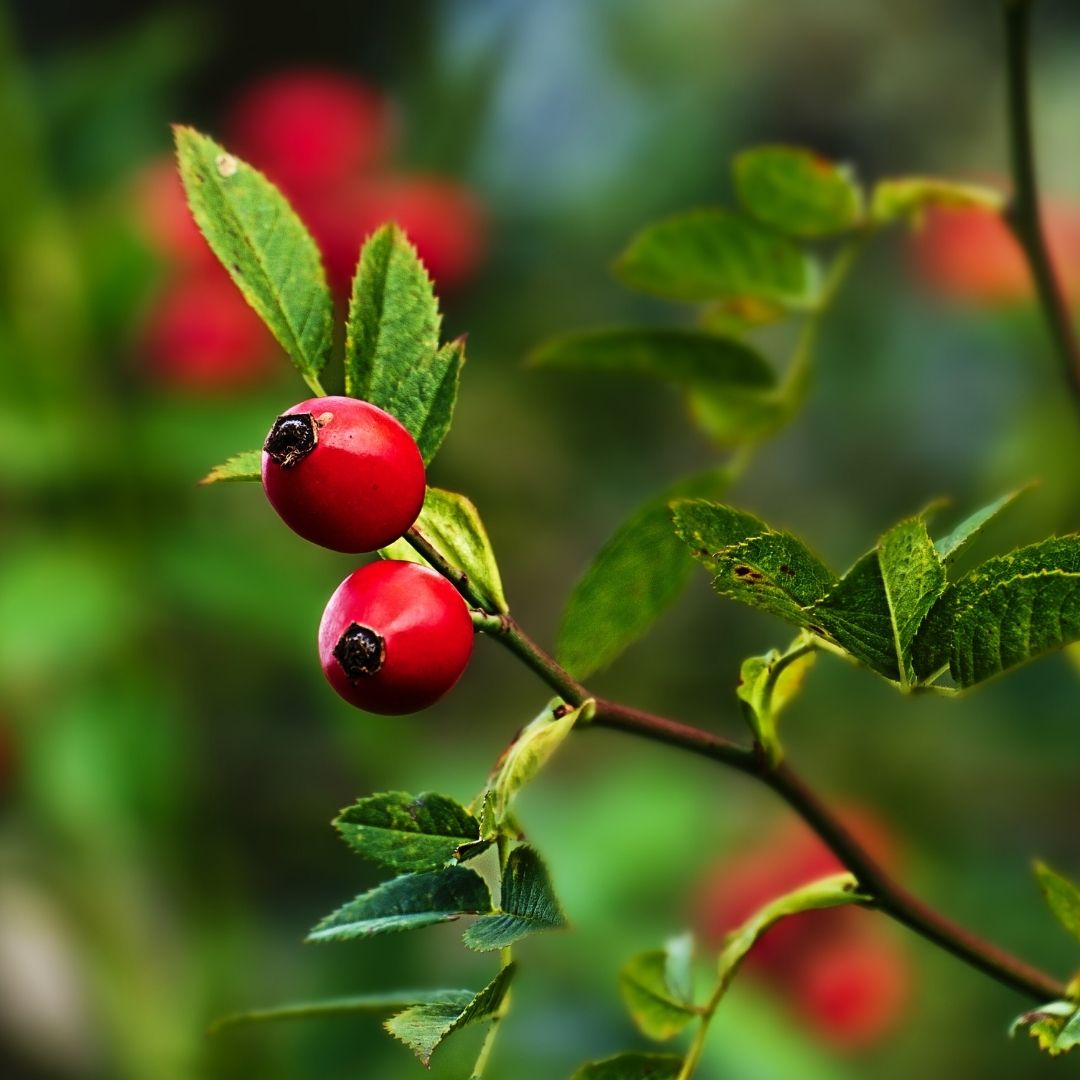 What is Rosehip Seed Oil?