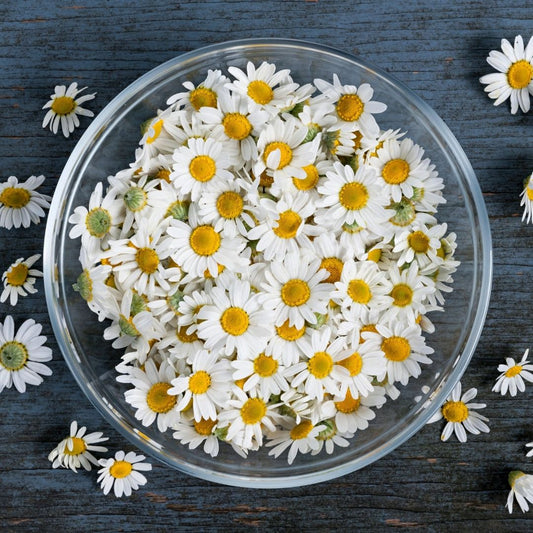 Ingredient Highlight; Roman Chamomile (Chamaemelum nobile)