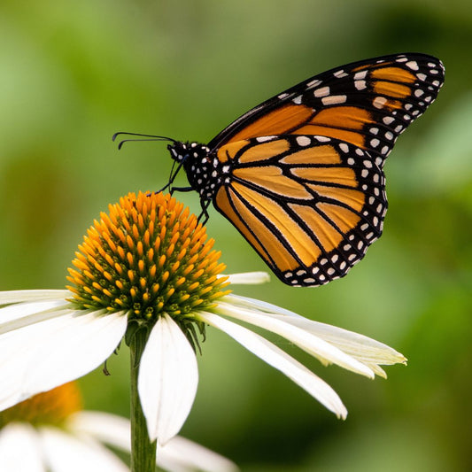 Butterfly on flower for Non-GMO month
