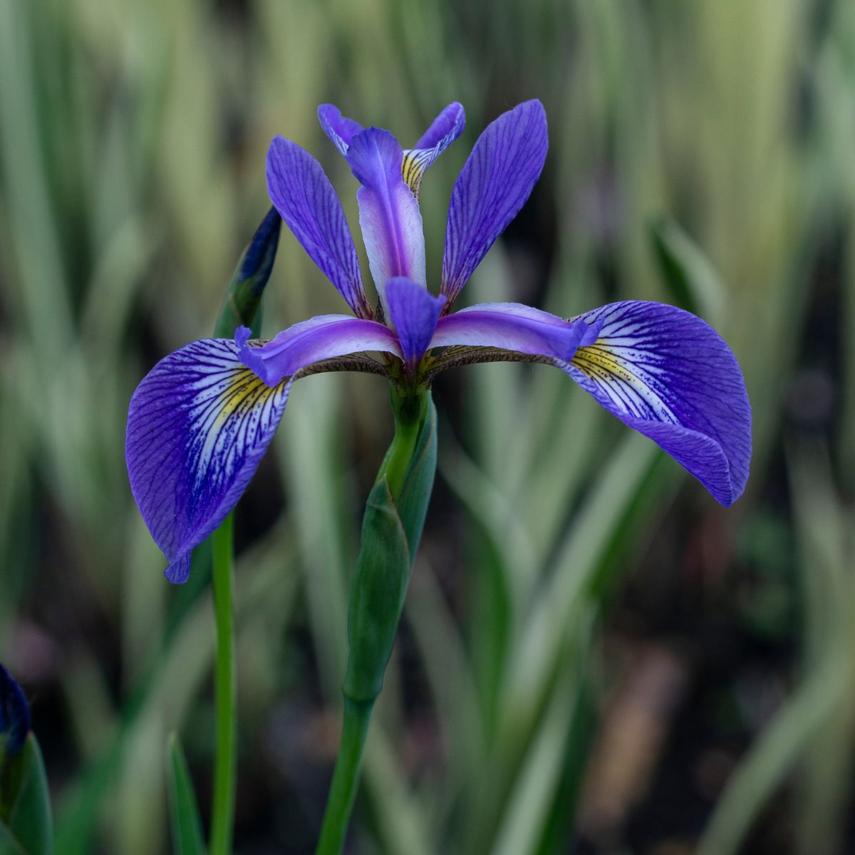 Iris Versicolor