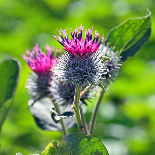 Lappa Arctium