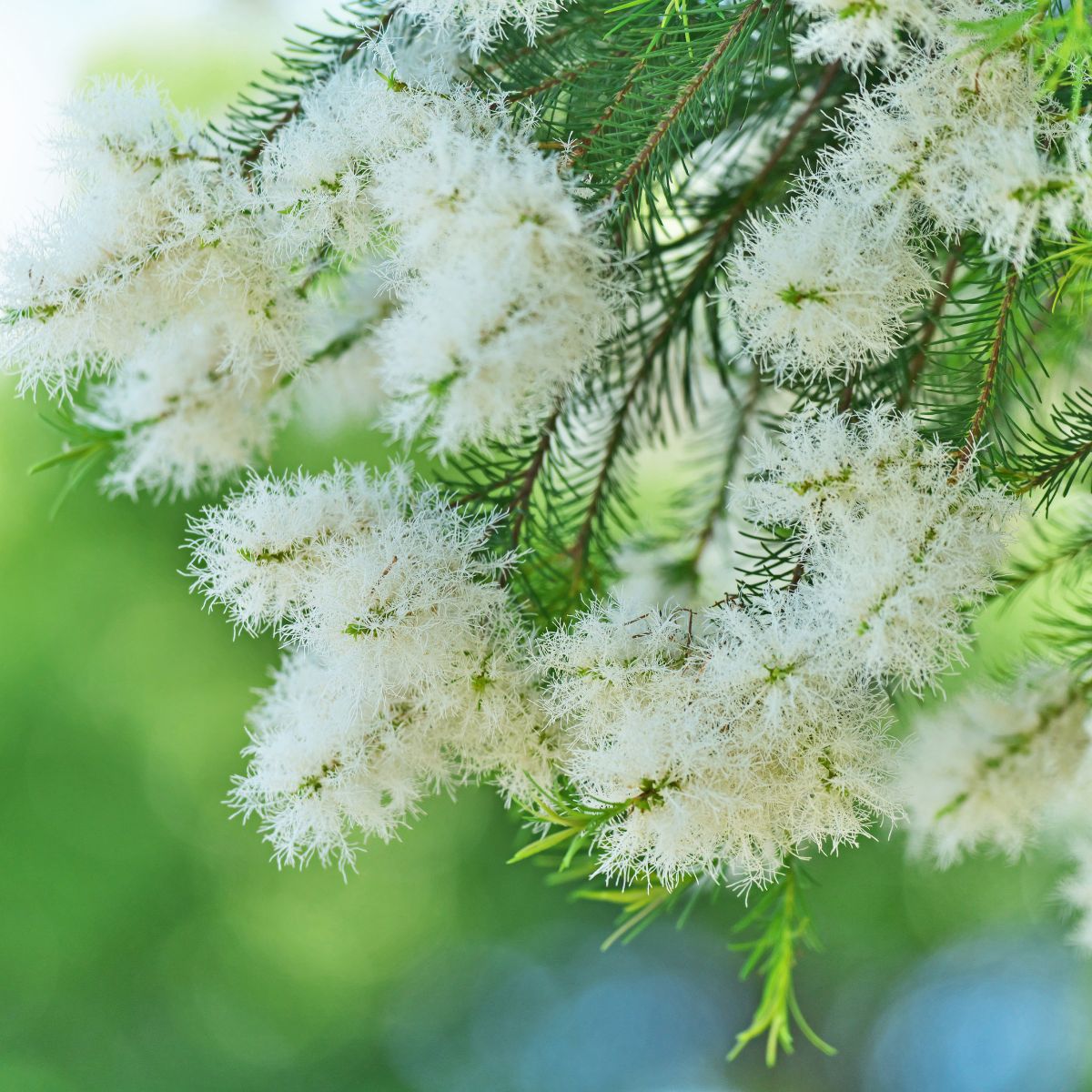 Melaleuca Alternifolia