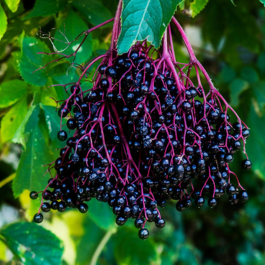 Sambucus Nigra