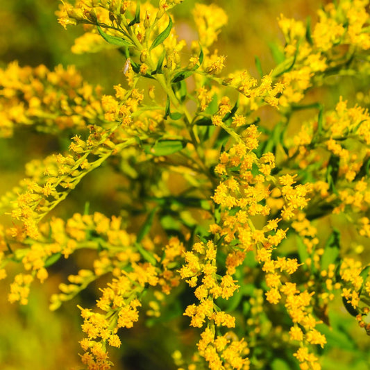 Solidago