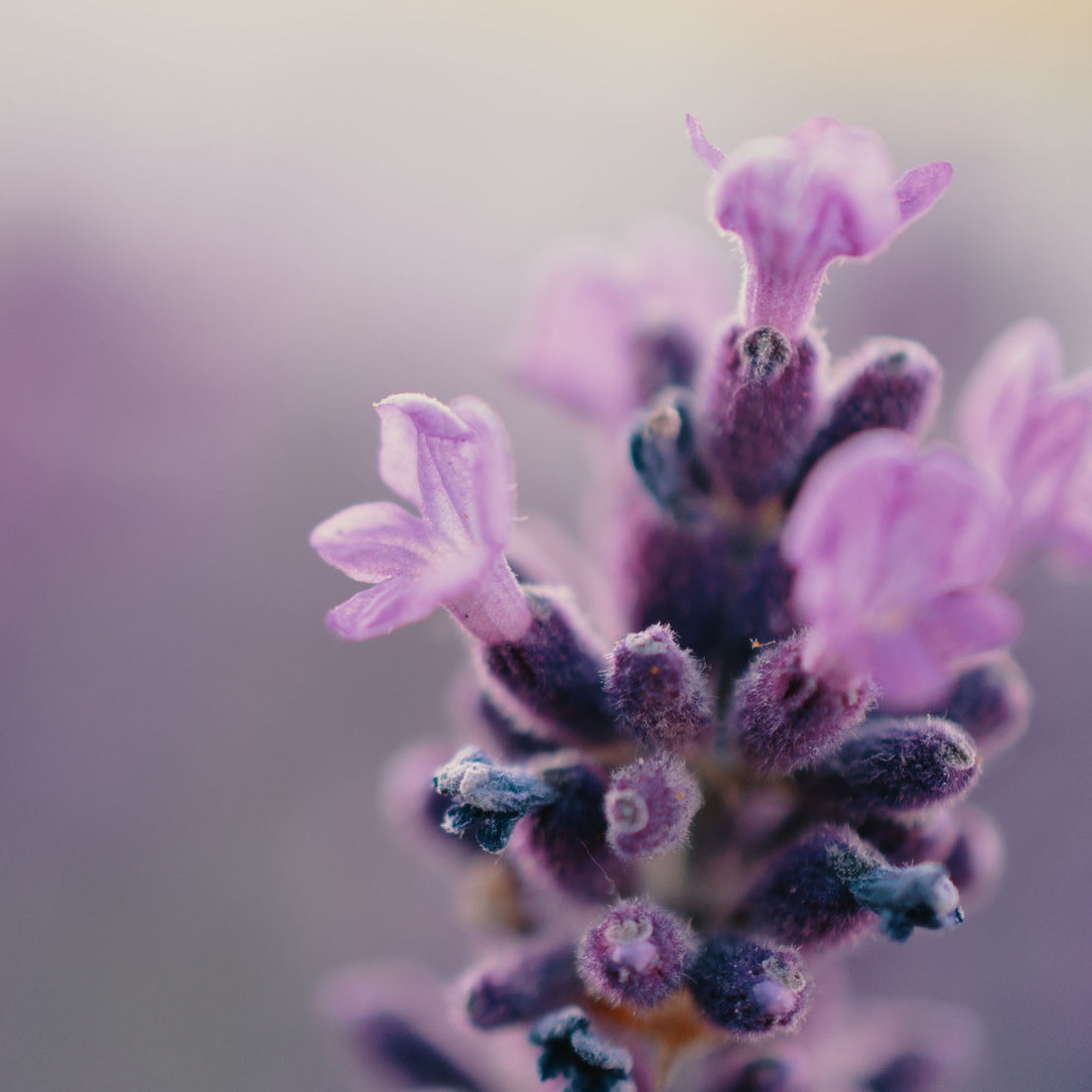 Lavender | Forces of Nature Organic Medicine 