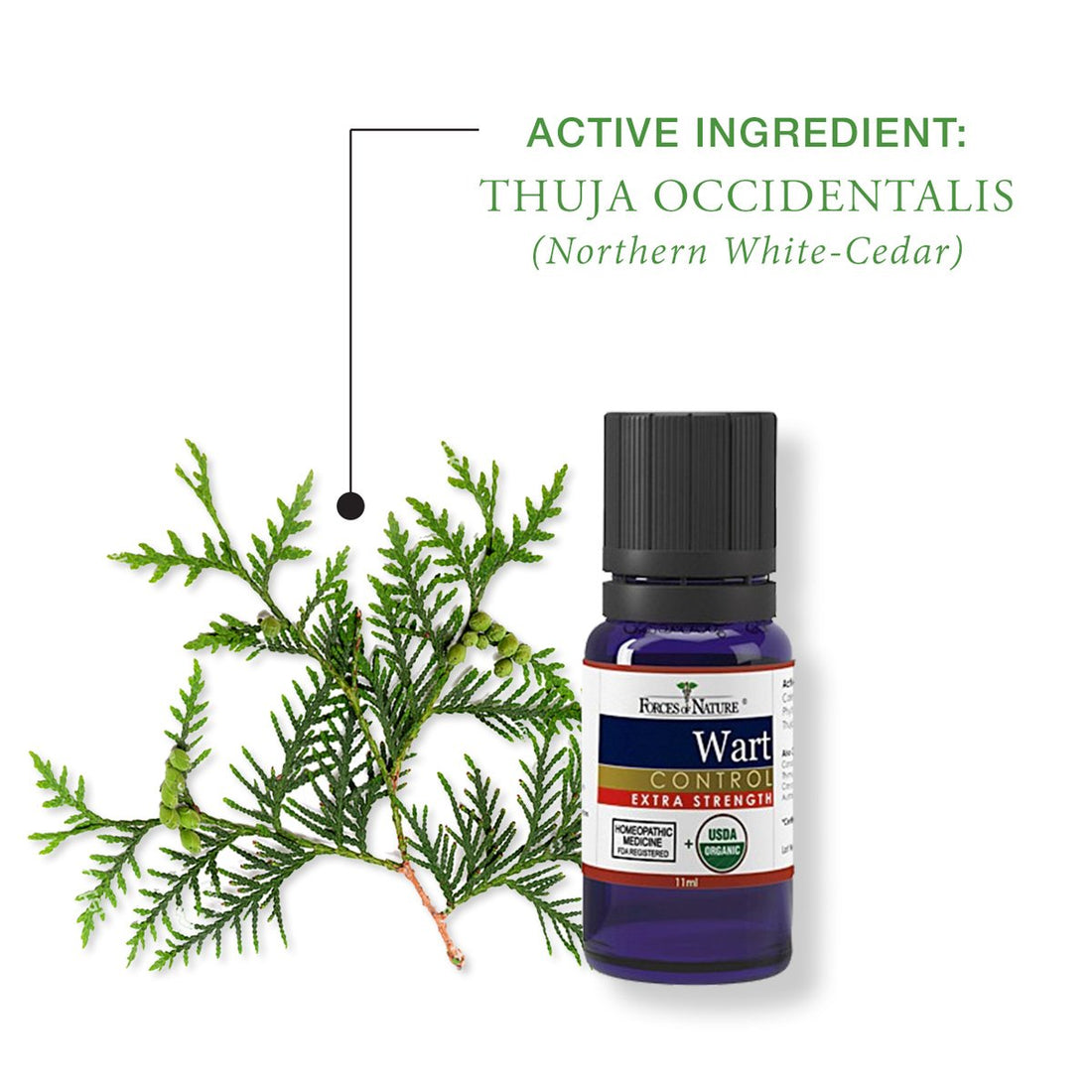 Why we use Thuja Occidentalis to Remove Warts