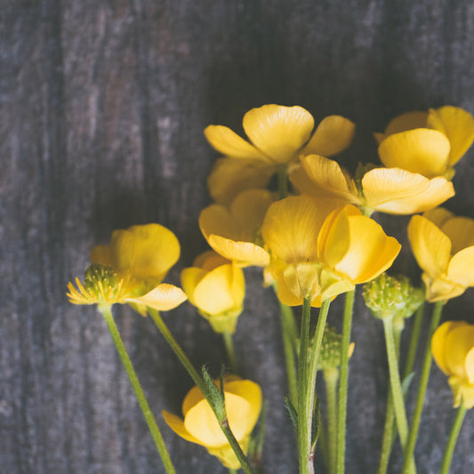 Yellow flowers next to a large tree trunk.