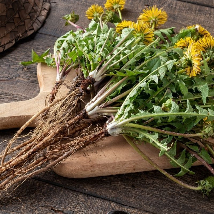 Close-up of Taraxacum officinale dandelion plants showcasing yellow flowers, toothed leaves, and exposed roots on a wooden board